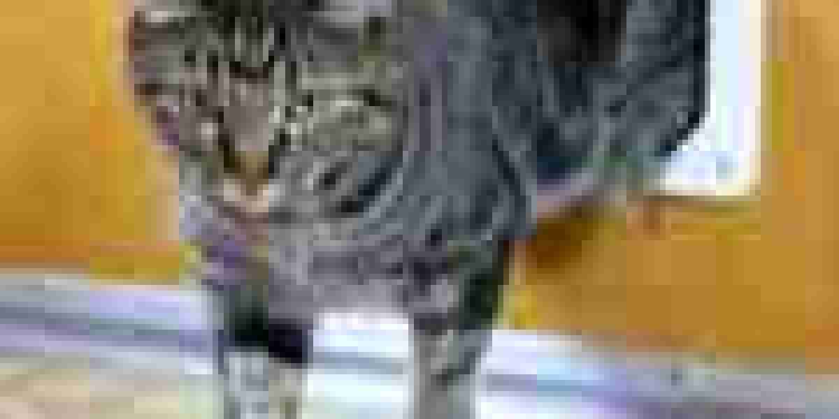 Buzzwords De-Buzzed: 10 Other Ways To Say Animal Door Installation